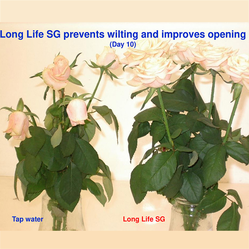 Bột Dưỡng Hoa Hồng Lâu Tàn giúp hoa luôn tươi mới, cánh hoa hồng cứng cáp gấp 2 lần và trong 14 ngày không thối nước hay cắt tỉa gốc hoa