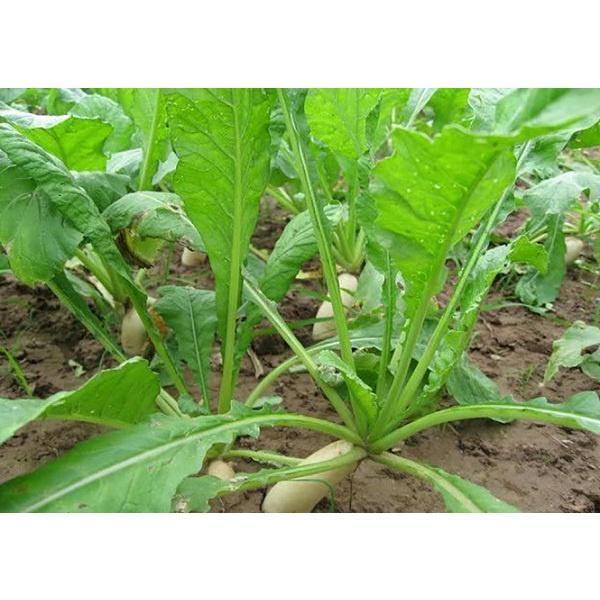 Gói 50g Hạt giống rau củ cải muối dưa F1 cao sản truyền thống Hà Nội - Anh nông dân chính hiệu