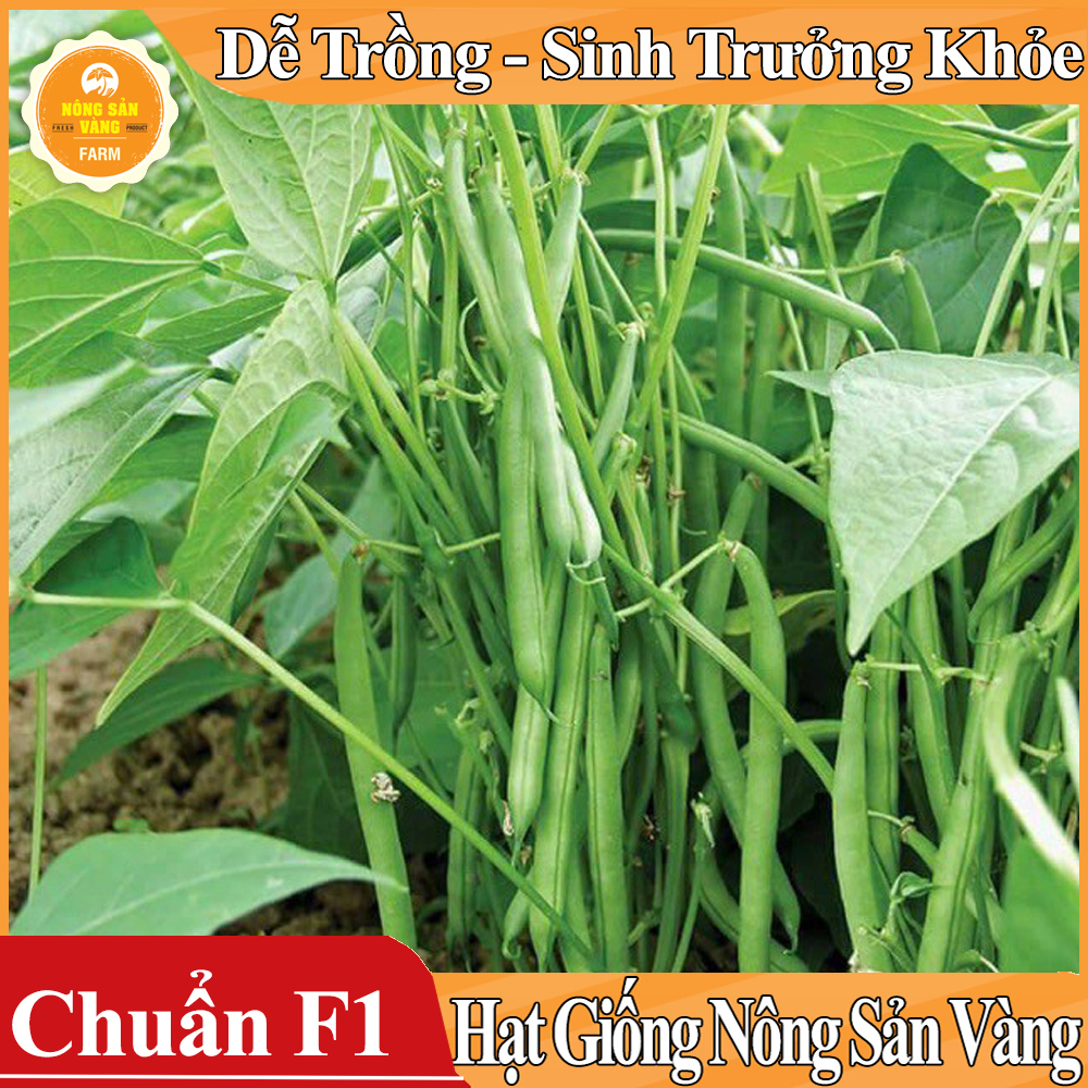 Hình ảnh Hạt giống Đậu Cove Bụi Lùn ( Gói 10 Gram ) - Nông Sản Vàng