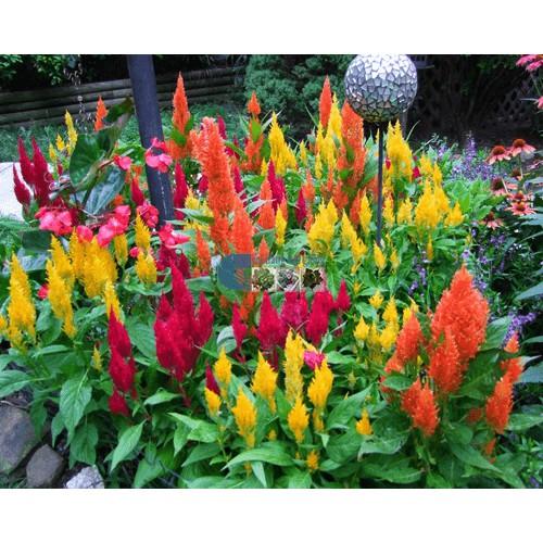 Hạt Giống Hoa Mào Gà Lửa nhiều màu