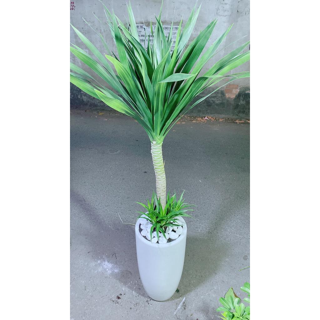 Chậu Cây Phát Tài Núi