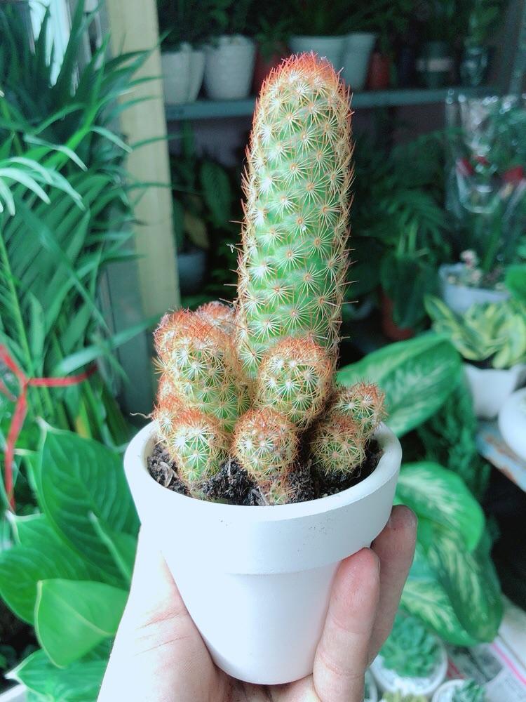 Chậu Xương Rồng Trụ