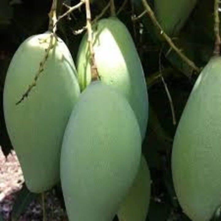 Cây giống XOÀI TỨ QUÝ - Giống chuẩn F1 - Siêu sai quả ngon, ngọ