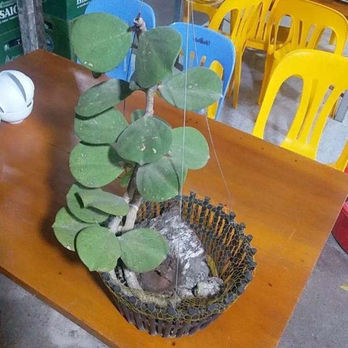 Phong lan Cầm Cù lá tim