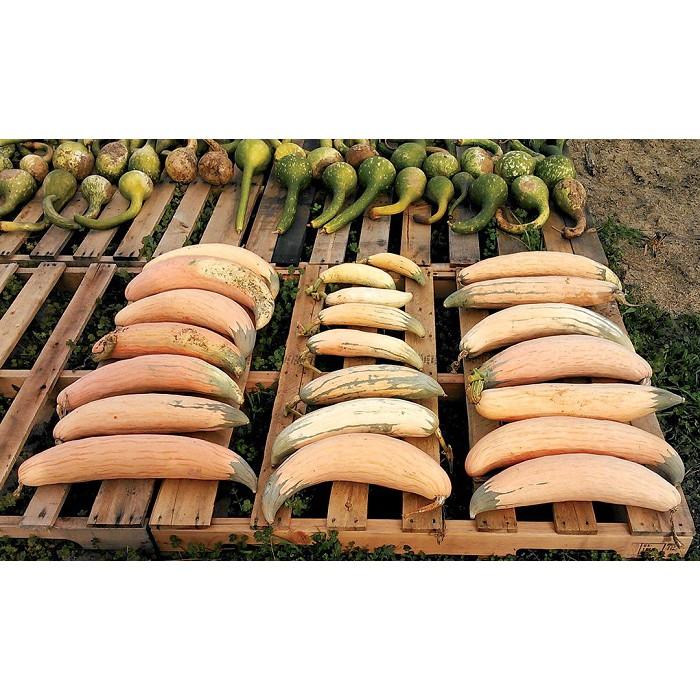 Hạt giống BÍ NGÔ CHUỐI PINKA, bí ngô khổng lồ trái dài gói 5 hạt