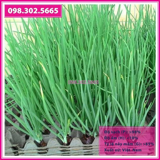 Hạt giống hành hương cao sản gói 5gr