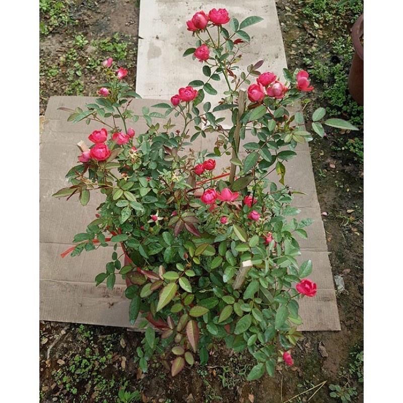 Chậu hoa hồng trứng màu hồng đang nụ hoa- bầu to cây lớn trưởng thành