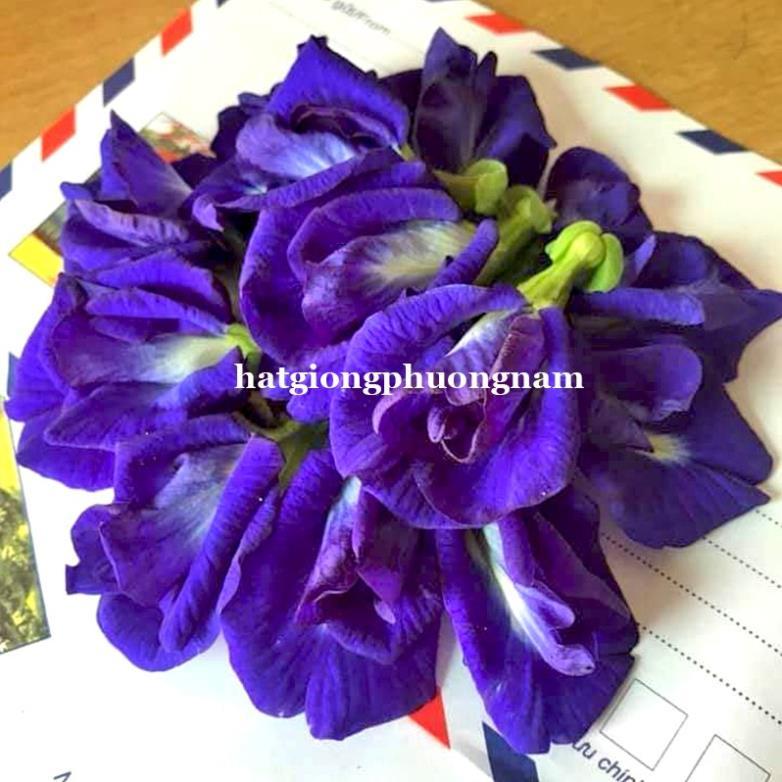 20H - HẠT GIỐNG HOA ĐẬU BIẾC KÉP