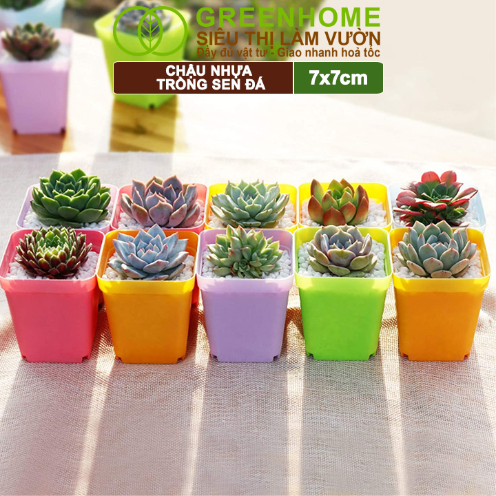 Chậu Nhựa Trồng Sen Đá Greenhome, 7x7cm, Bền, Đẹp, Màu Sắc Hiện Đại, Ngẫu Nhiên, Không Dĩa, Trồng Tiểu Cảnh