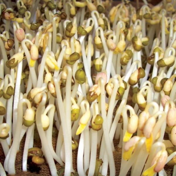 HẠT GIỐNG RAU MẦM ĐẬU XANH 20G