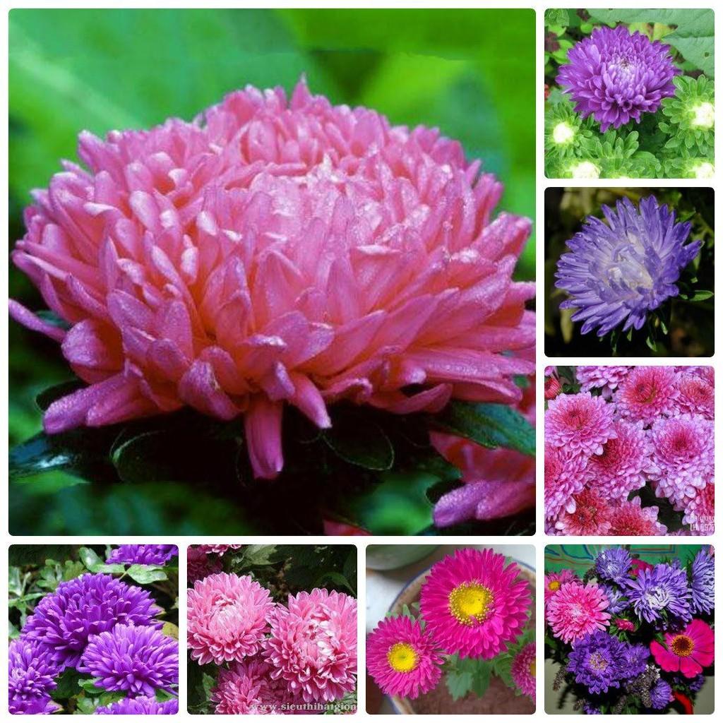 Hạt Giống Hoa Cúc Đài Loan Nhiều Màu Mix