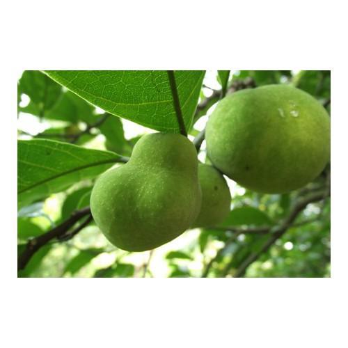 CÂY CHAY GIỐNG SIÊU QUẢ SIÊU NĂNG SUẤT- CAM KÊT GIỐNG CHUẨN F1 - CCGSQSNS