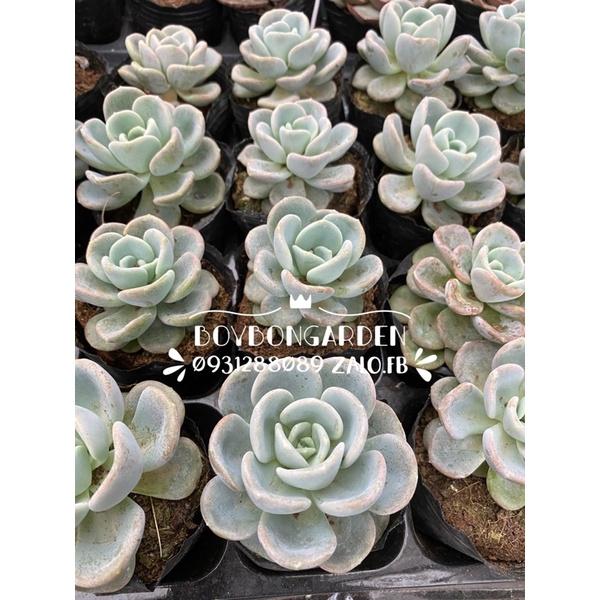 Cây sen đá muỗng 6-7cm_hàng sẵn