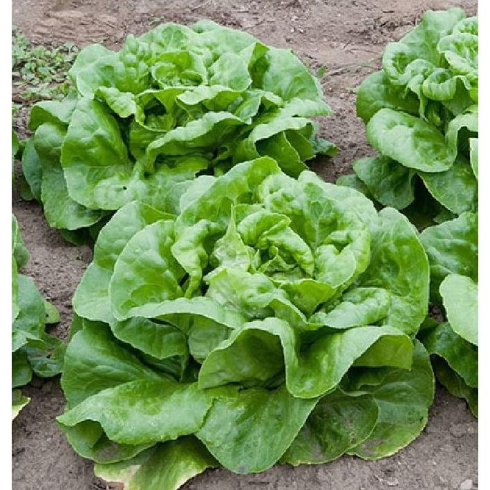 Hạt giống rau xà lách đăm xanh cao sản CT101 - Gói 2gram