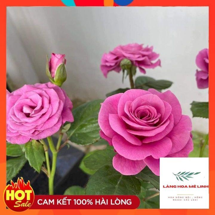 Hoa Hồng Tezza Tím – Hoa hồng bụi nhiệt đới căng tràn sức sống