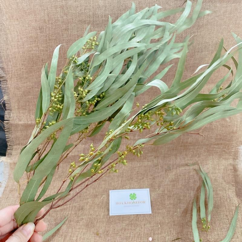 Lá Bạch Đàn tự nhiên bản dài, cành lá kèm quả decor nhà cửa, phụ kiện chụp ảnh