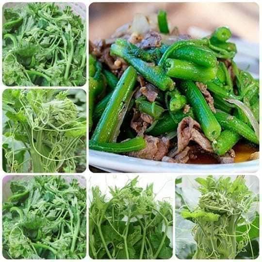 Hạt giống bí ngọn Siêu đọt Phú Nông