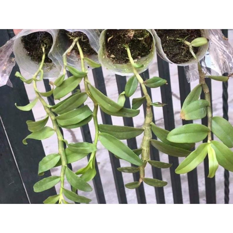 Dã hạc taly lai hồng ngọc