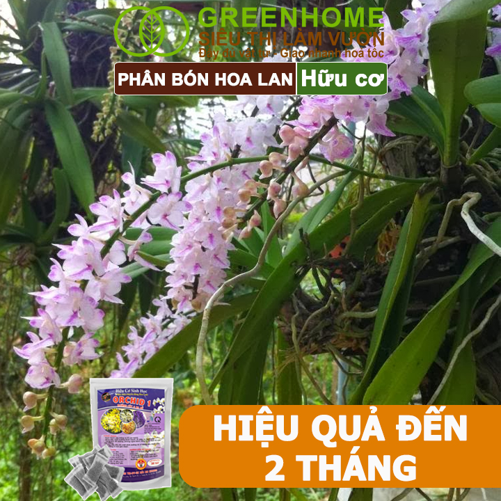 Phân Bón Lan Greenhome, Bao 36 Túi Lưới, Tan Chậm, Không Mùi Hôi, Dưỡng Lan Ra Rễ, Xanh Tốt, Dùng Tốt Cho Sen Đá, Kiểng