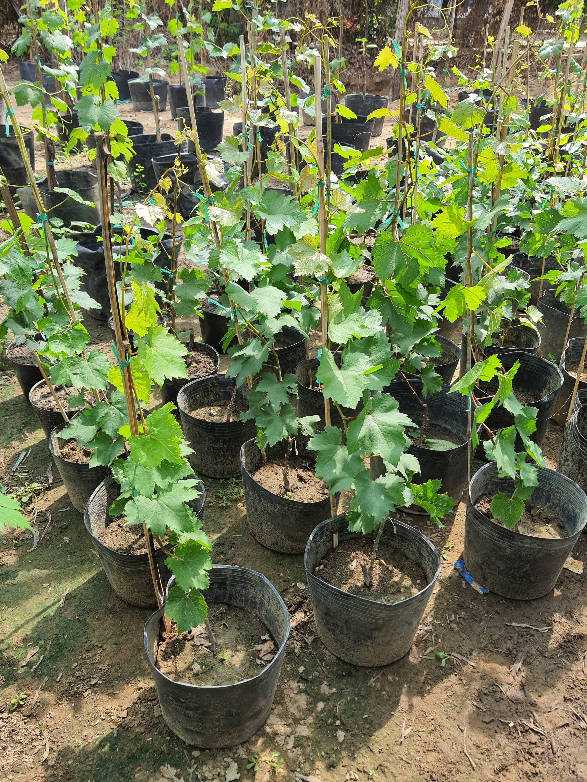 Cây Nho Ninh Thuận Cao 1M - Có Tài Liệu Trồng Đến Ra Trái