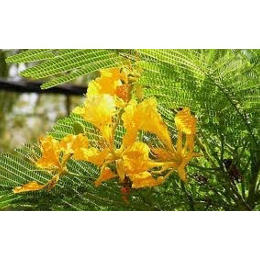 Cây giống hoa phượng - hoa vàng- siêu đẹp- bền