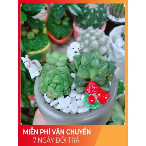 Chậu Sen Kim Cương