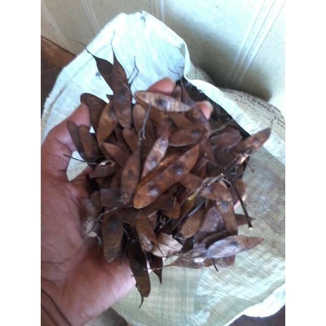 Quả trắc đỏ