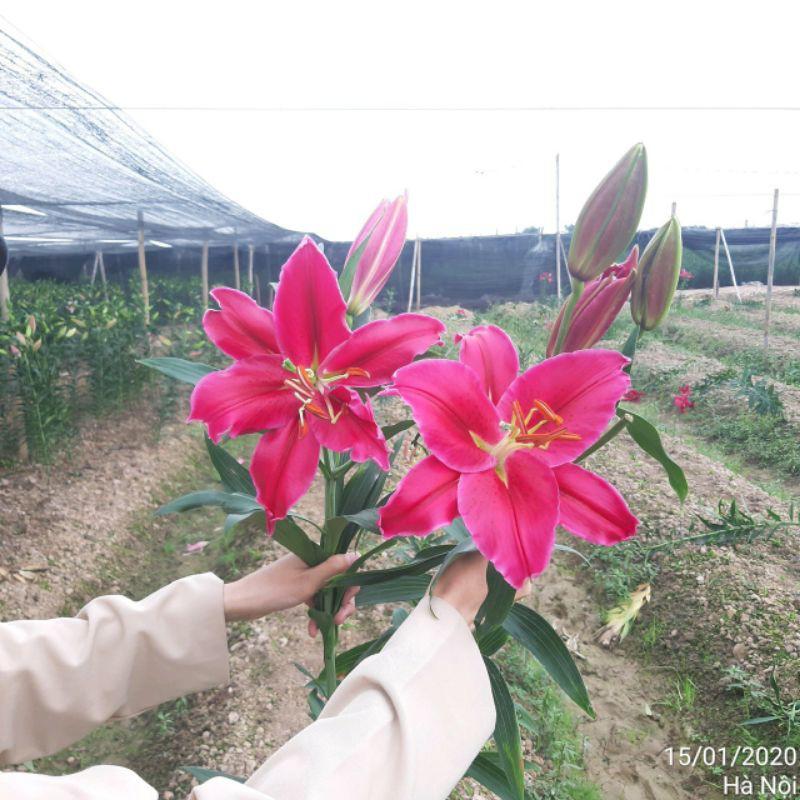 Com bo 10 củ ly cao thơm có đủ màu. Vàng. Hồng. đỏ. cam