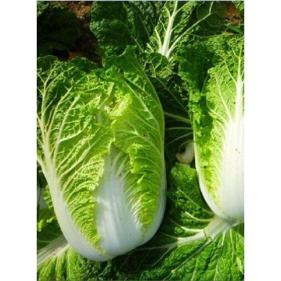 Hạt giống rau cải thảo - 1 gói 0.2gram