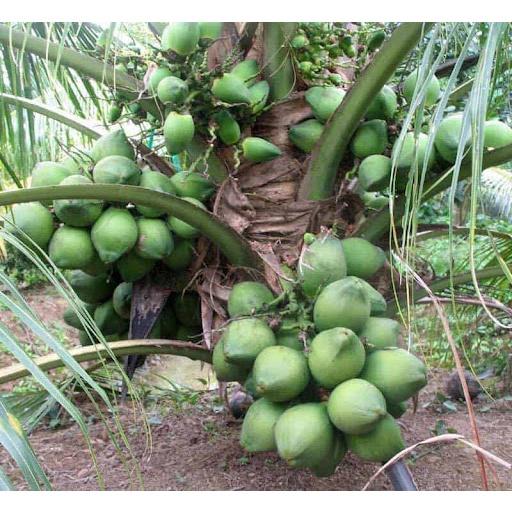 Cây giống dừa xiêm xanh lùn thuần chủng F1 ( SIÊU TRÁI -CAO CHỈ 2M)