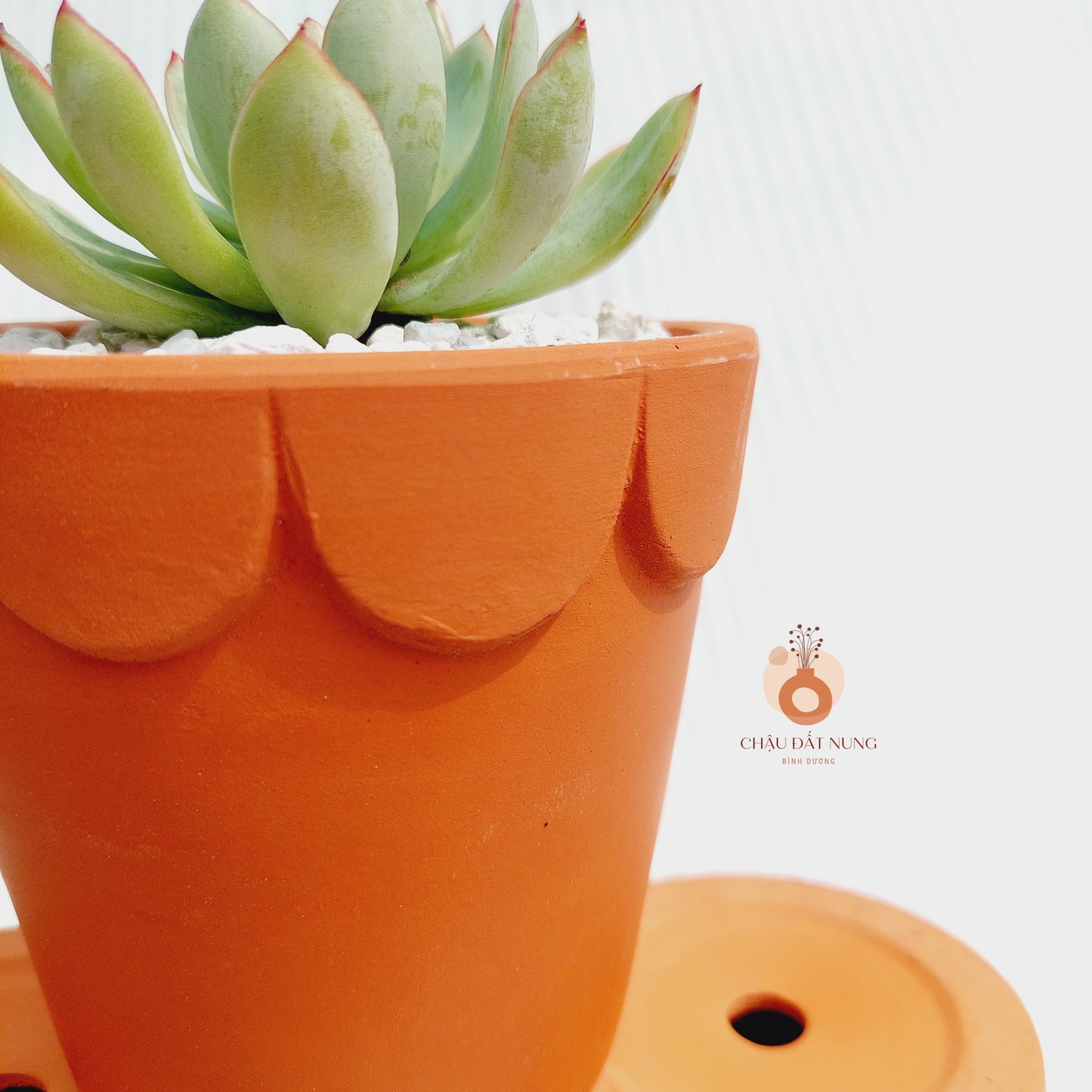Chậu đất nung - Ly gờ hoa, miệng chậu 12cm, chiều cao 11cm