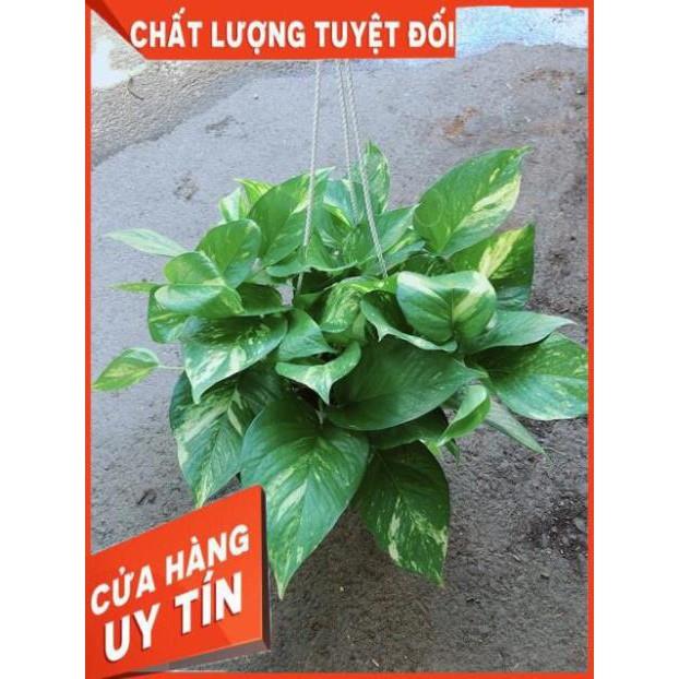 Chậu Trầu Bà Thái Size Đại