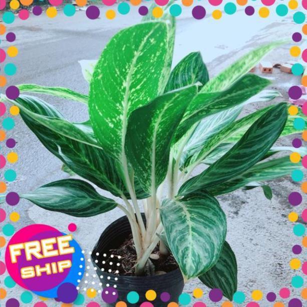 Cây Huy Hoàng Size Lớn