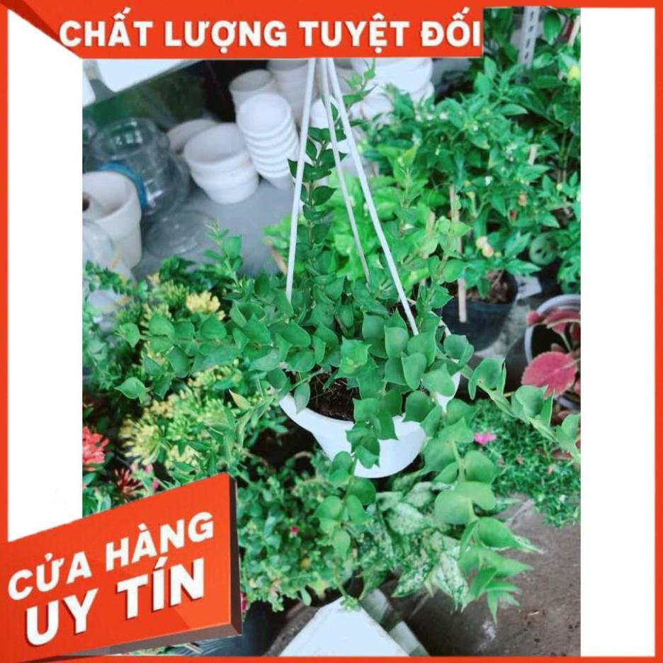 Chậu lá tim Nhiều Người Mua
