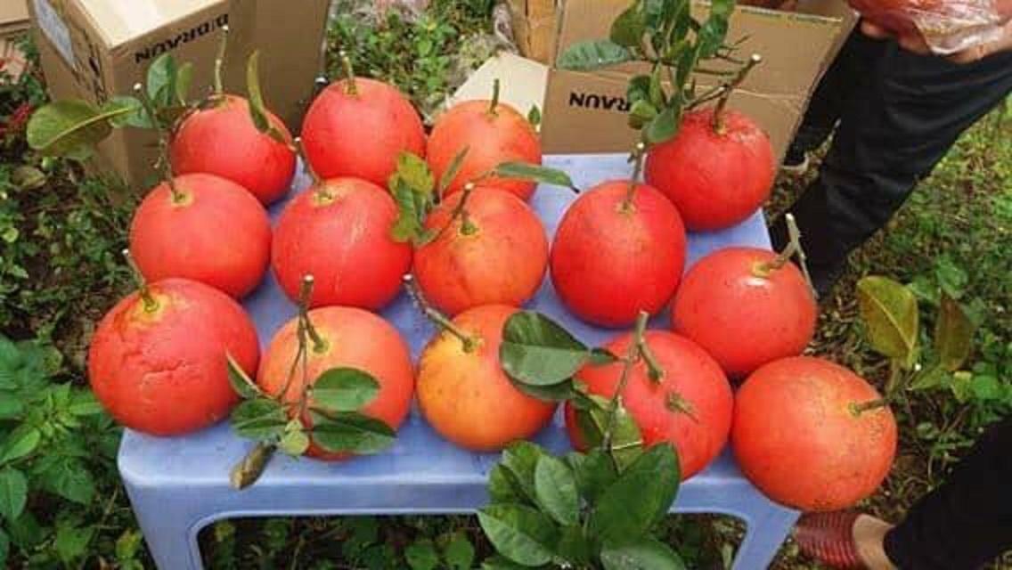 Cây bưởi đỏ, cây bưởi đỏ giống Tân Lạc, vỏ đỏ đẹp mắt