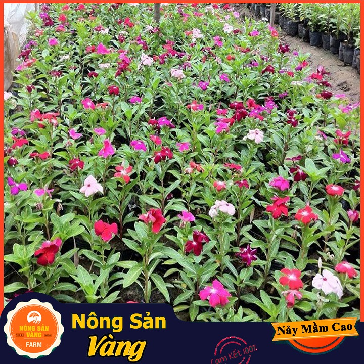 Hạt giống Hoa Dừa Cạn Đứng Nhiều Màu ( Gói 50 Hạt ) - Nông Sản Vàng