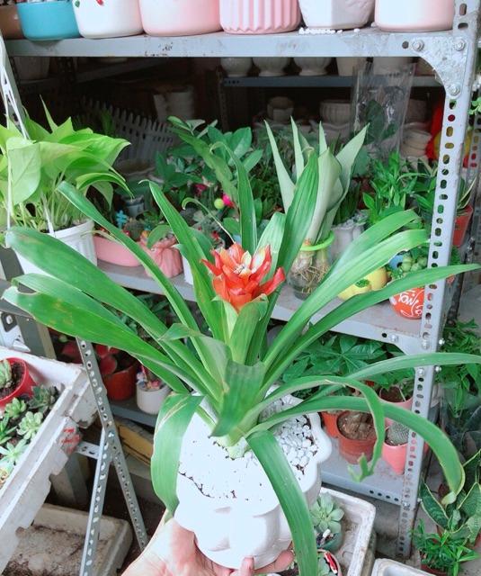 Chậu Phong Lộc Hoa