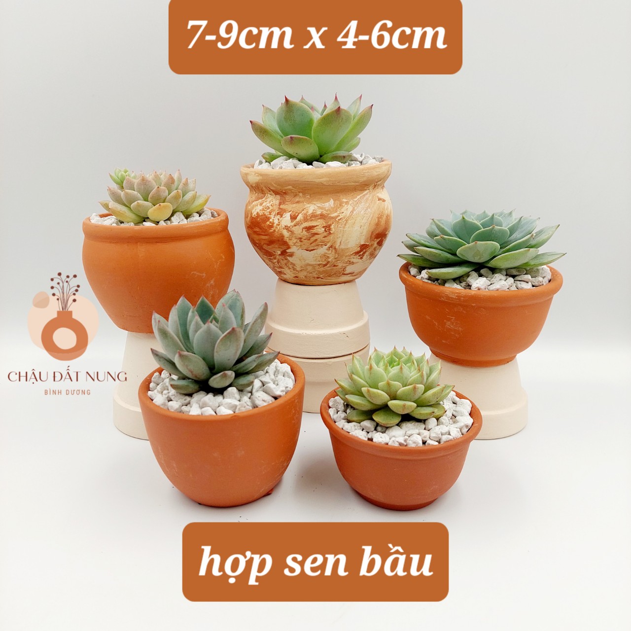 Chậu đất nung Bình Dương- Bắp cải 86, miệng chậu 8~9cm, chiều cao 6~7cm