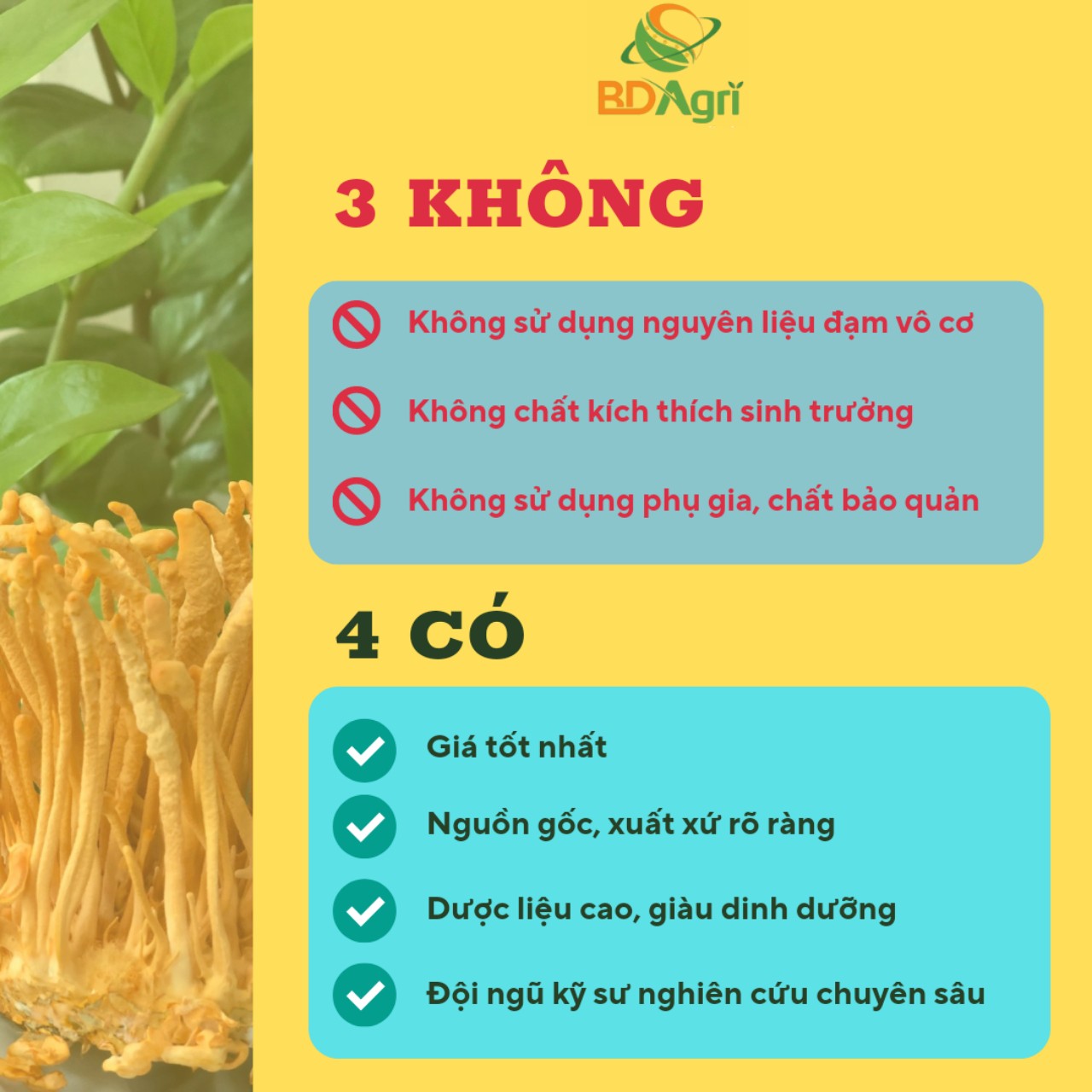 ĐÔNG TRÙNG HẠ THẢO BDAGRI SẤY THĂNG HOA (BỊCH 100G) CHẤT LƯỢNG