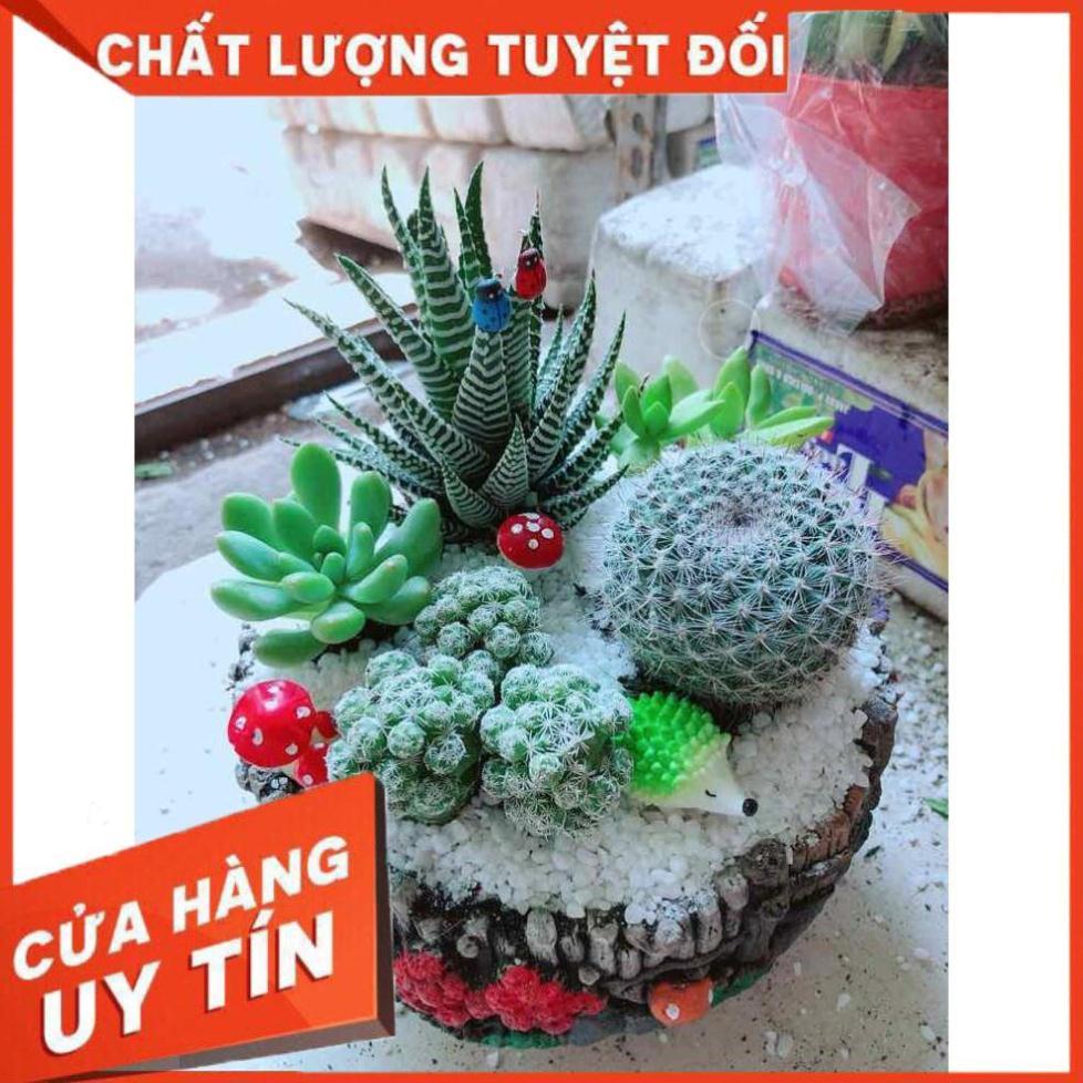 Chậu xương rồng tiểu cảnh Nhiều Người Mua