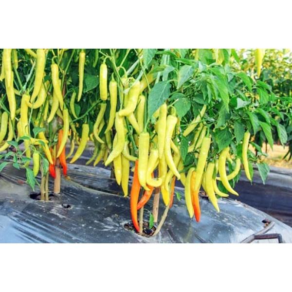Cây giống ỚT SỪNG VÀNG, ĐỎ ỚT CAY SAI QUẢ DỄ TRỒNG