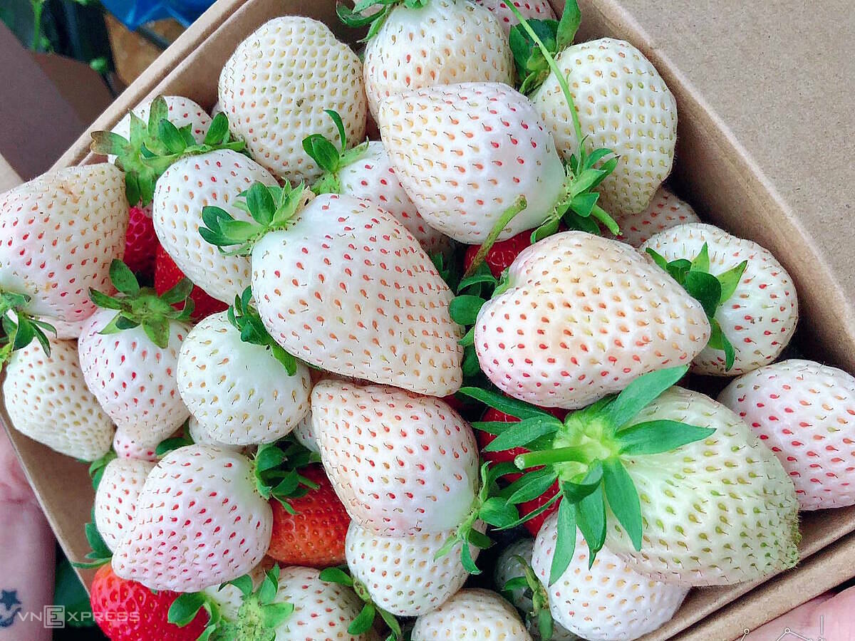 Hạt Giống Dâu Tây Trắng