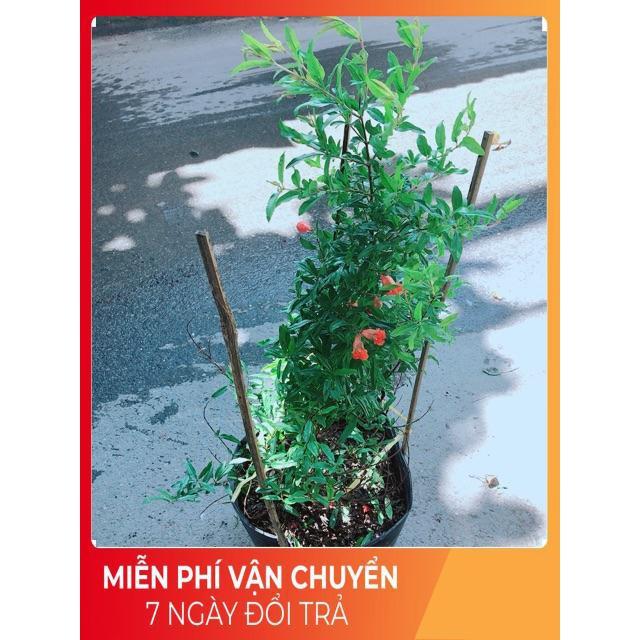 Cây Lựu Cho Nhiều Trái