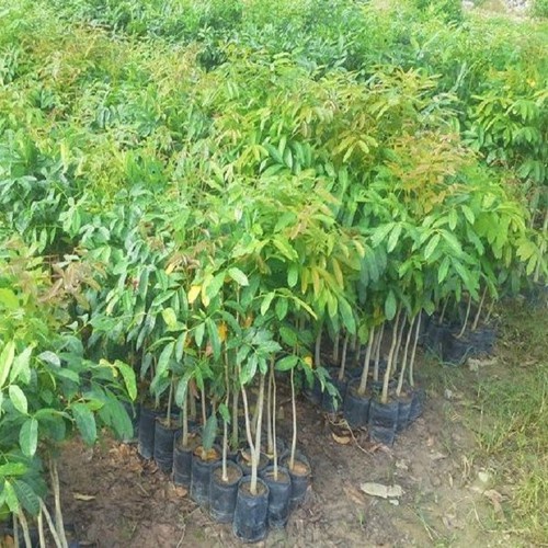 Cây xà cừ giống cao