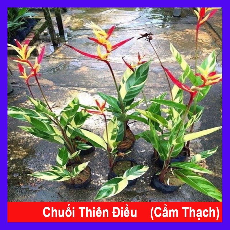 Cây Chuối Thiên Điểu - Chuối Cẩm Thạch (loại siêu bông) - cây cảnh để trong nhà + tặng phân bón cho cây