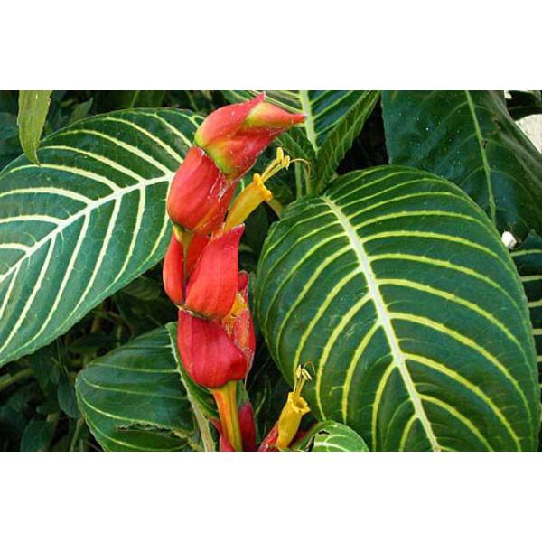 Cây giống cây xăng sê