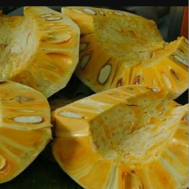 Cây giống mít thái siêu sớm