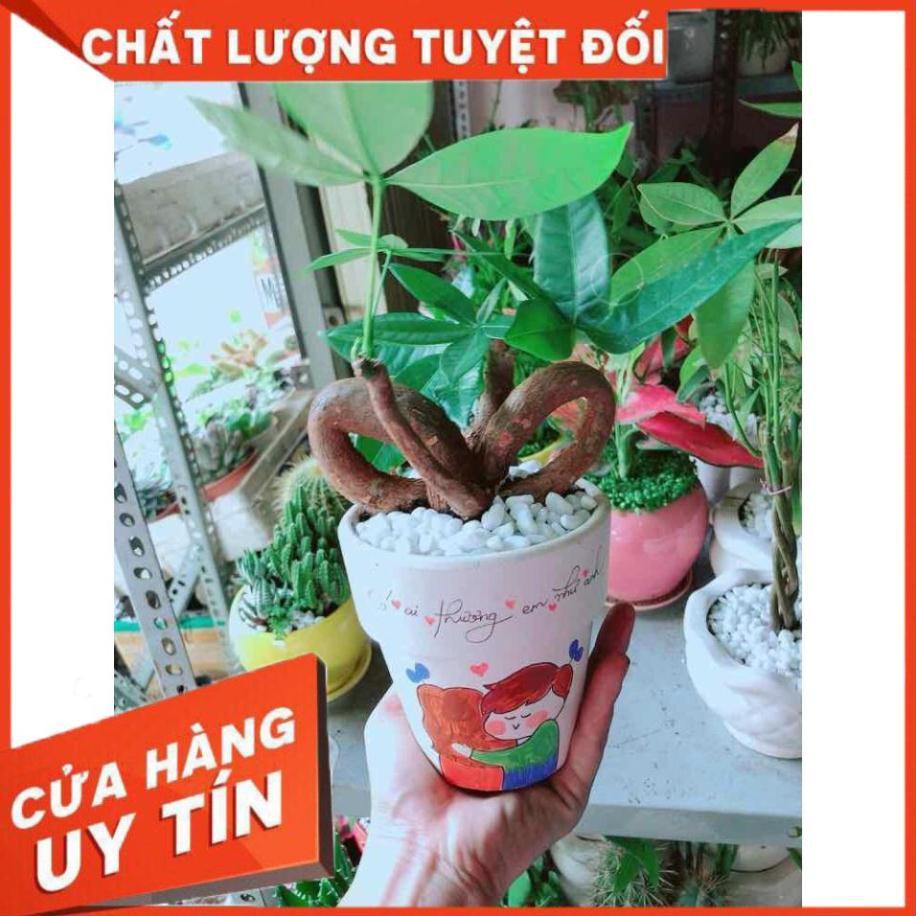 Chậu Kim Ngân Nơ Nhiều Người Mua