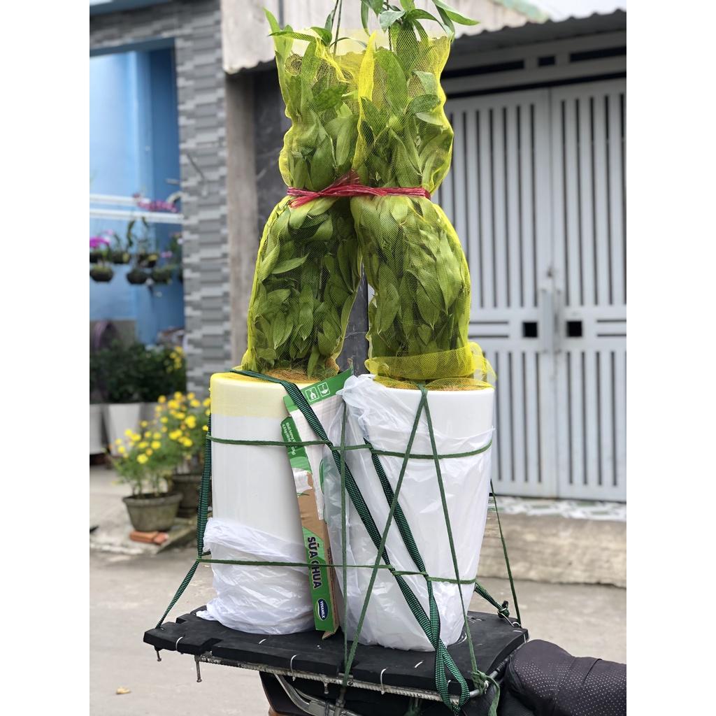 Chậu sứ cây trúc Nhật trang trí văn phòng chỉ giao TP.HCM
