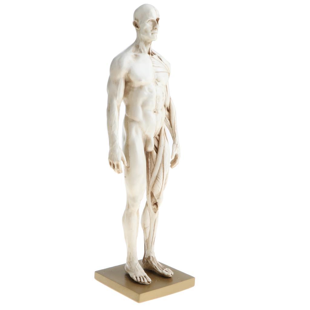 11 Inch Female & Male Anatomy Figure Model Anatomical Reference For Artists - White